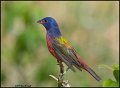 _1SB1310 painted bunting